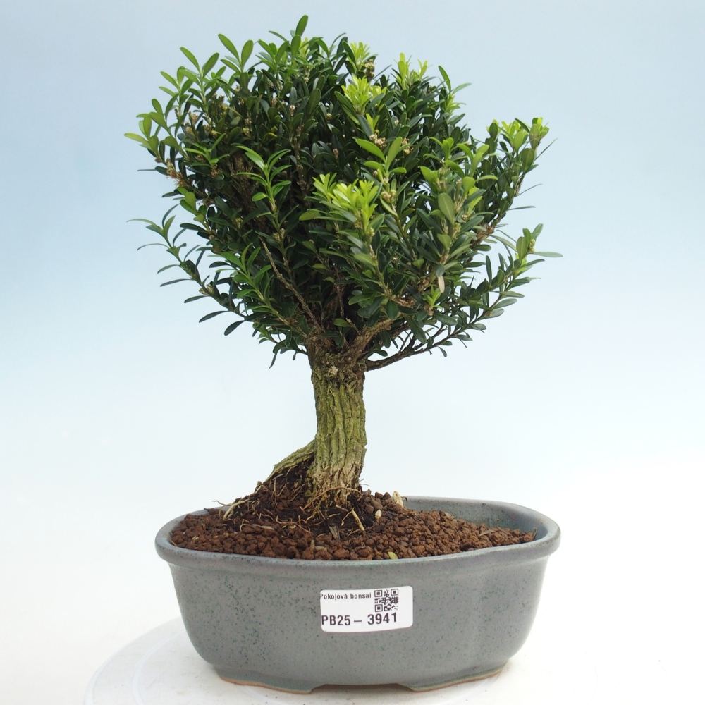 Room bonsai - Buxus harlandii - cork buxus
