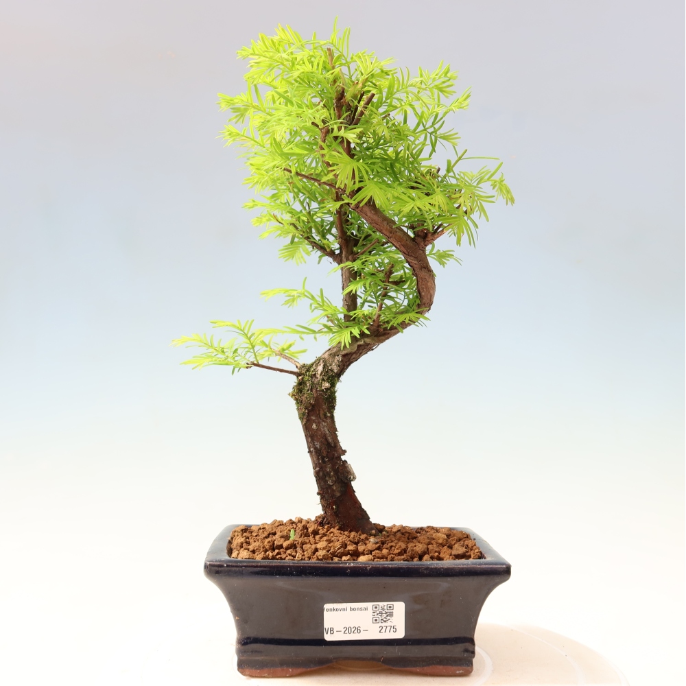 Outdoor bonsai - Metasequoia glyptostroboides - Chinese Metasequoia