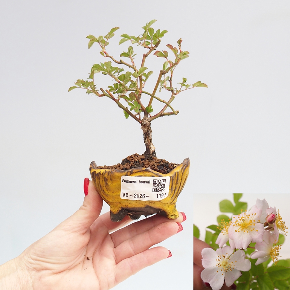 Outdoor bonsai - Rosa sp. - small-flowered rose
