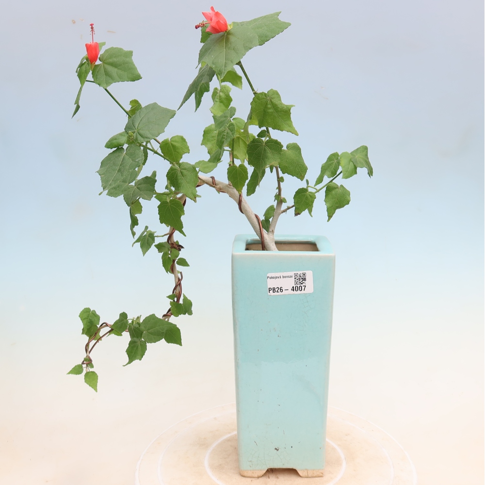 Indoor bonsai - Malvaviscus arboreus