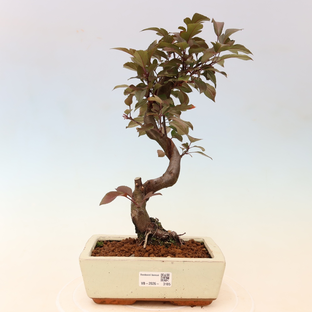 Outdoor bonsai -Malus domestica - Small-fruited red-leaved apple tree