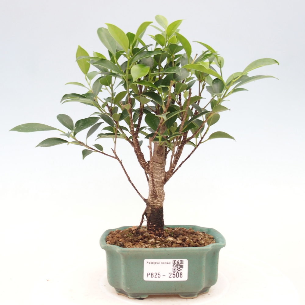 Indoor bonsai - Small-leaved ficus - Ficus kimmen