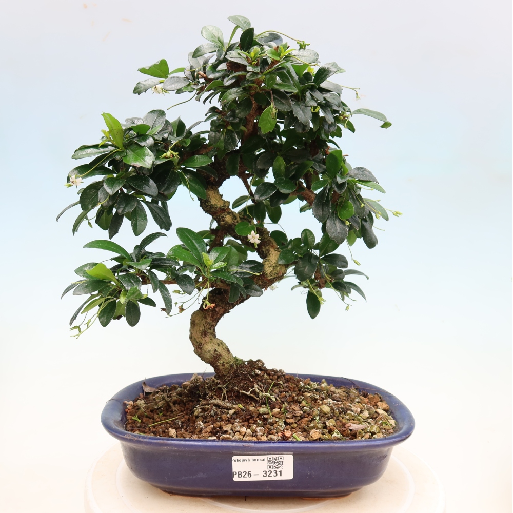 Room bonsai - Carmona macrophylla - Tea fuki
