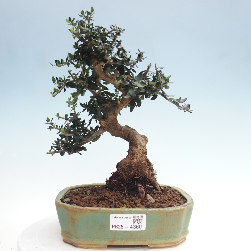 Indoor bonsai - Olea europaea sylvestris