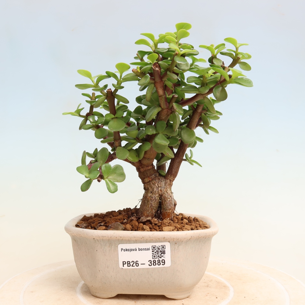 Room bonsai - Portulakaria Afra - Tlustice