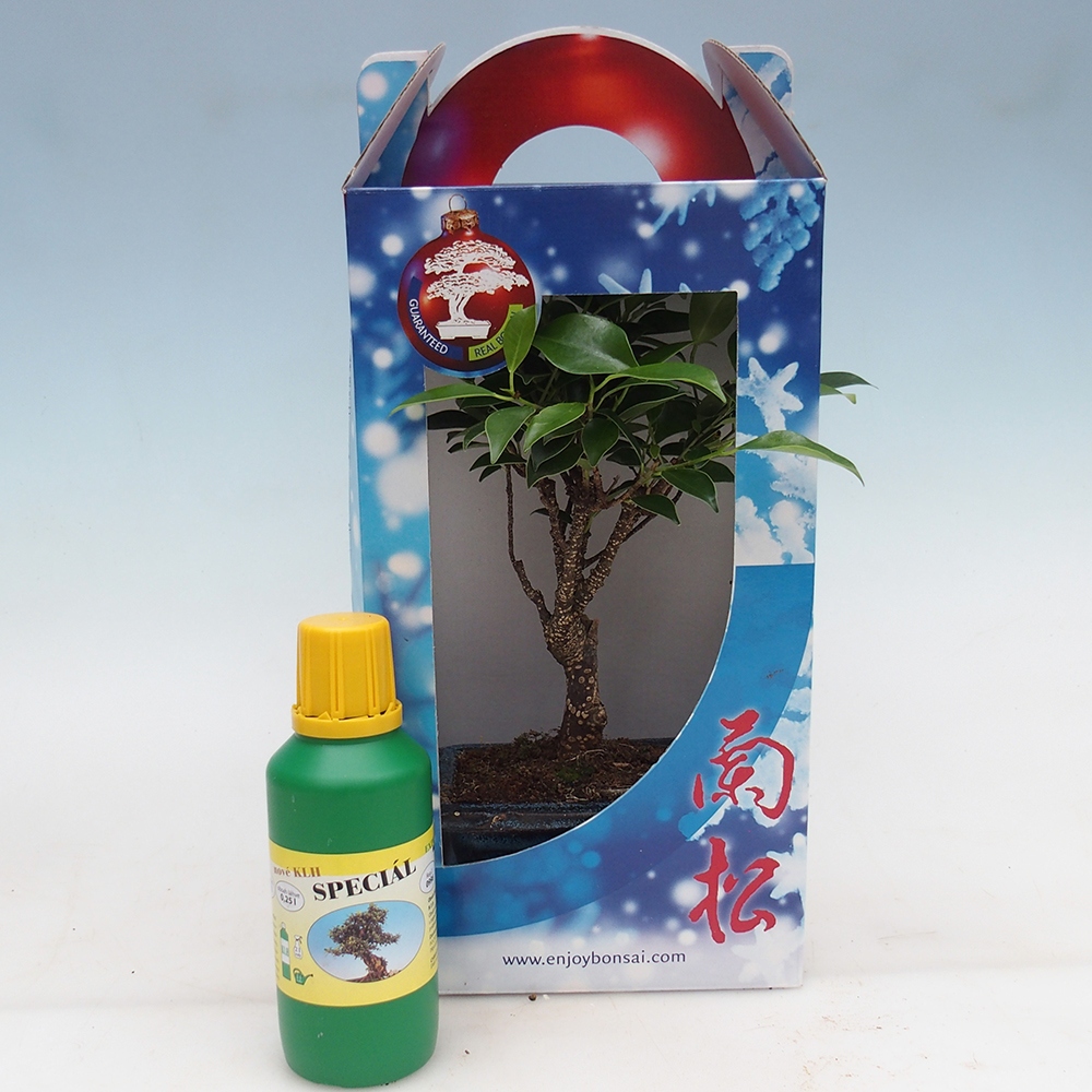 Room bonsai in gift box Ficus retusa - Small-leaved ficus