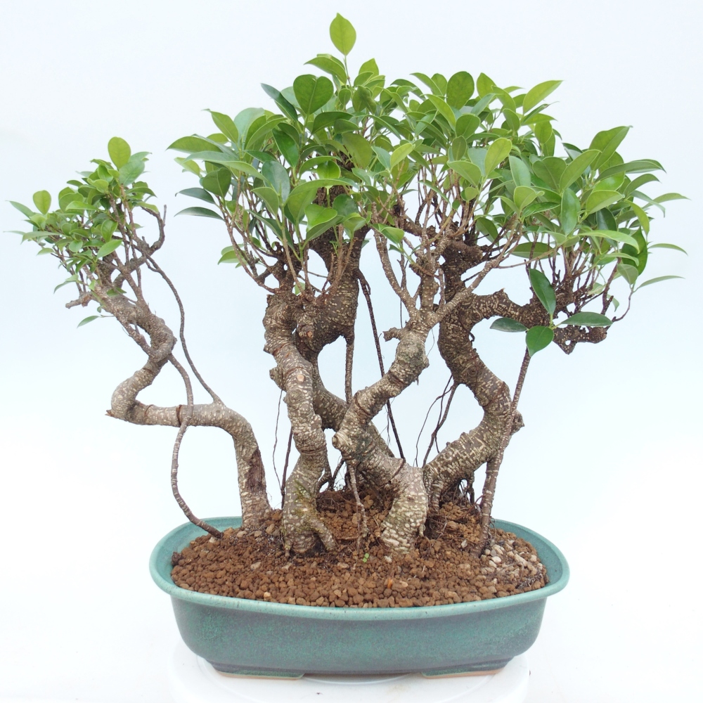 Room bonsai - Ficus kimmen - small-leaved ficus