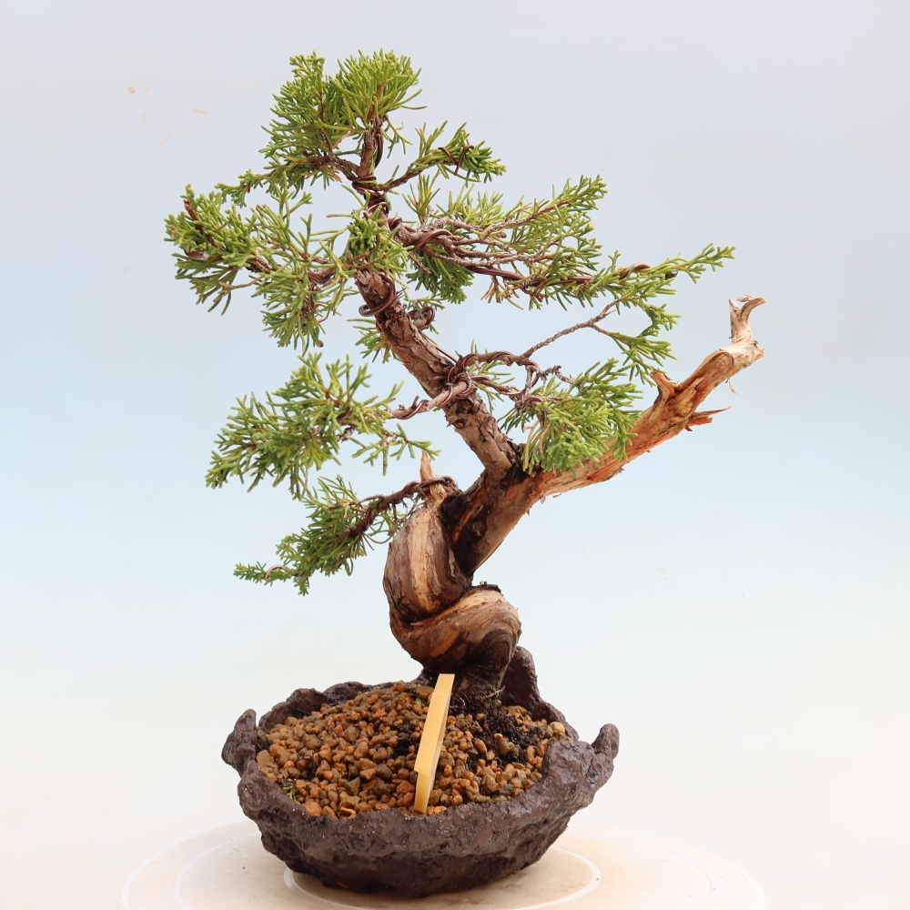 Outdoor Bonsai - Juniperus chinensis Itoigawa - Chinese Juniper