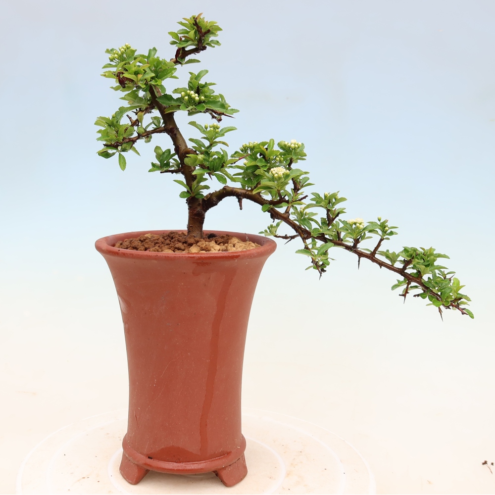 Outdoor Bonsai - Pyracantha teton - Scarlet Firethorn