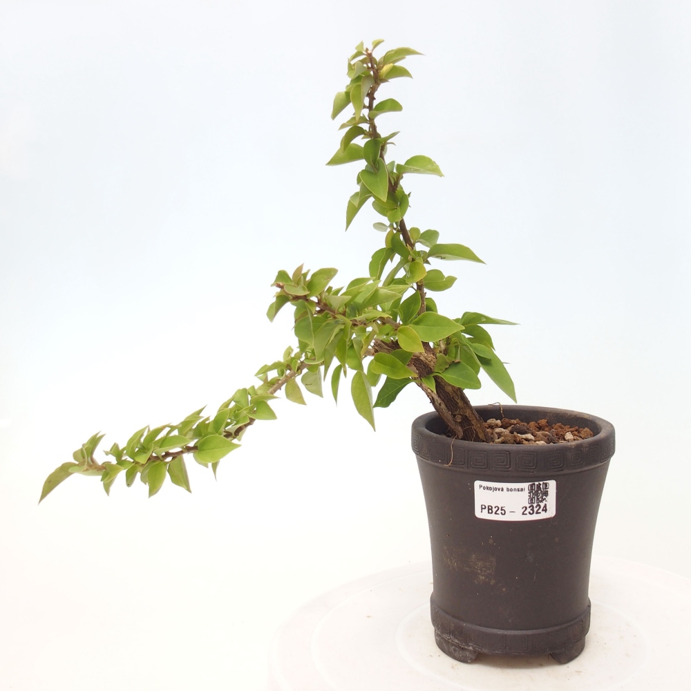 Indoor bonsai - Bouganwilea