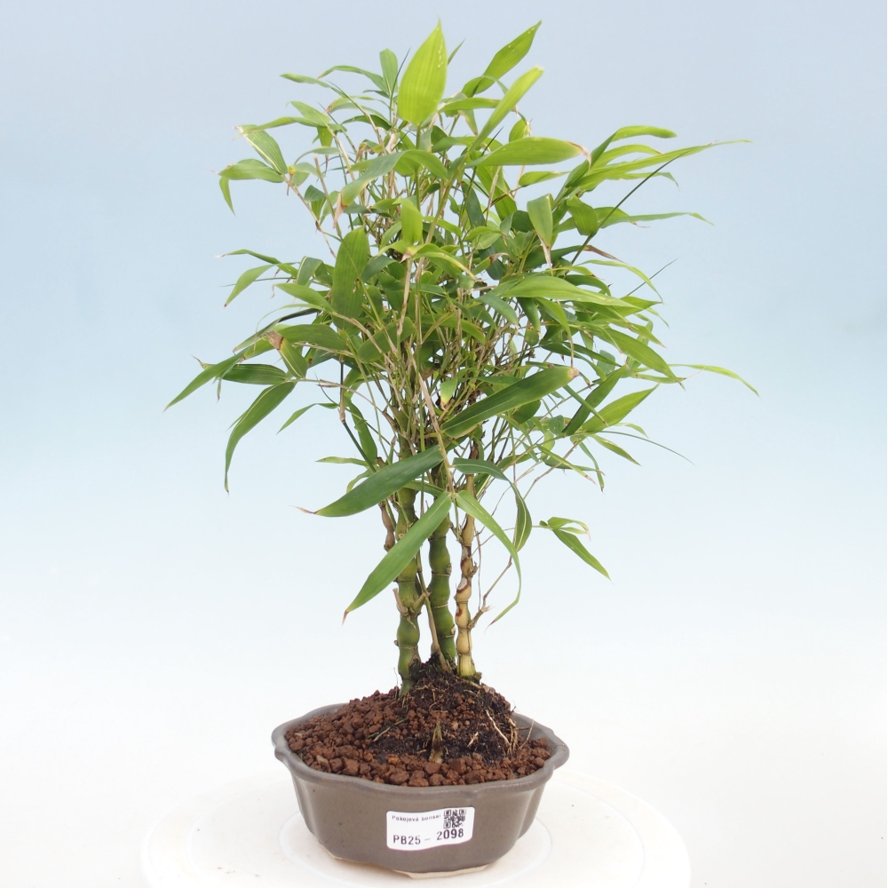 Indoor bonsai - Bamboo Buddha-Bamboo Buddha's belly