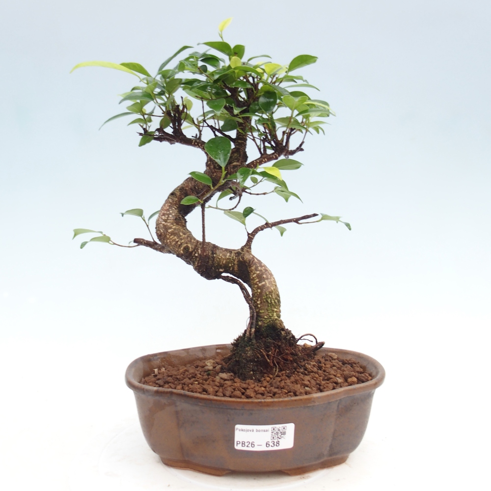 Room bonsai - Ficus kimmen - small-leaved ficus