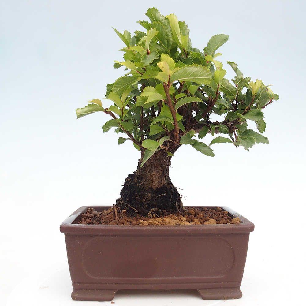 Outdoor bonsai - Zelkova - Zelkova NIRE