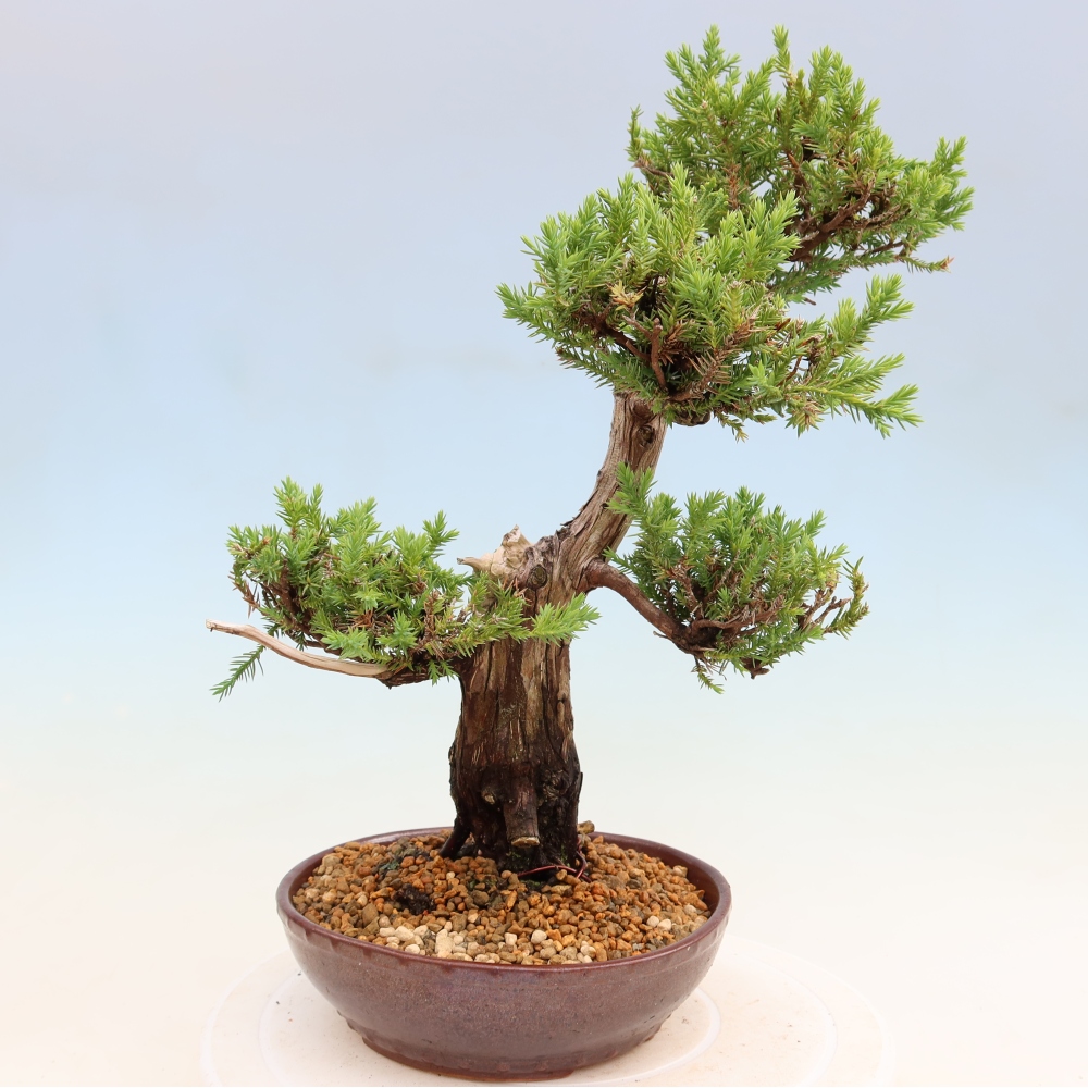 Outdoor Bonsai - Juniperus squamata – Scaly Juniper