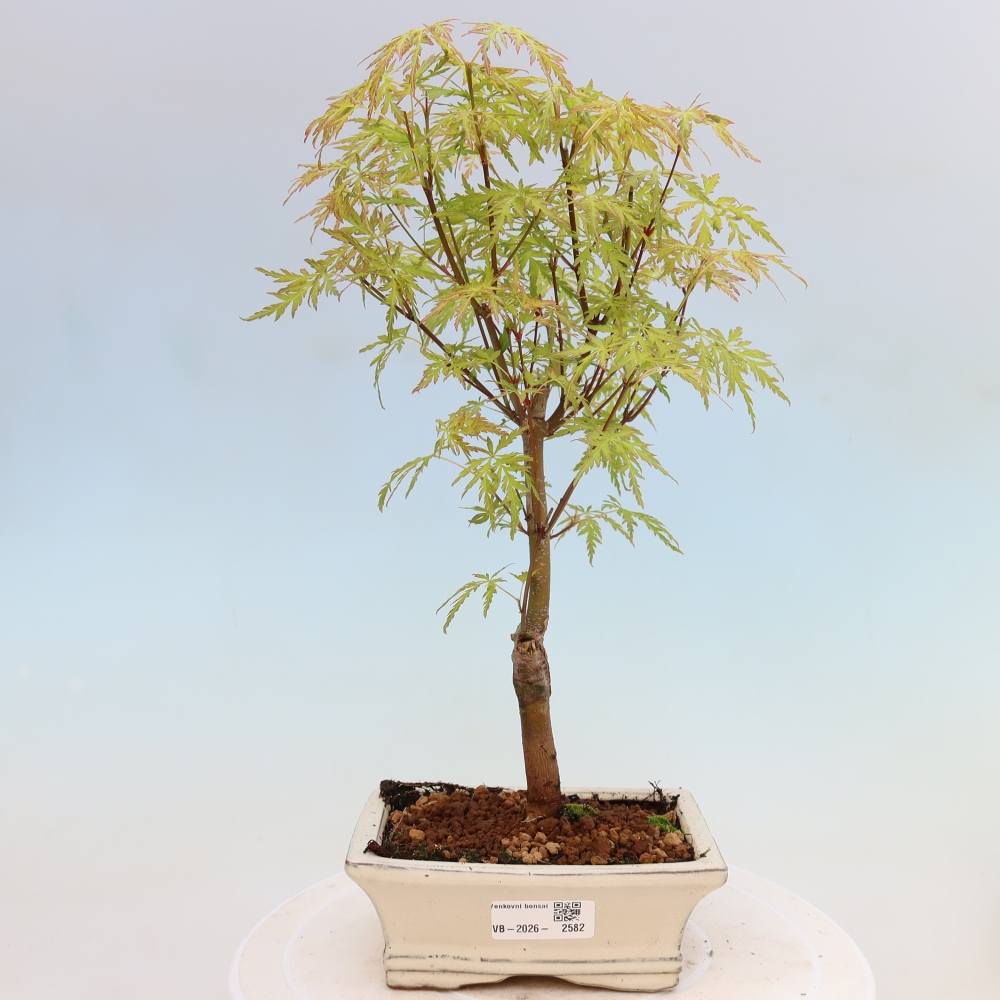 Outdoor Bonsai - Acer palmatum Dissectum - Japanese Maple 