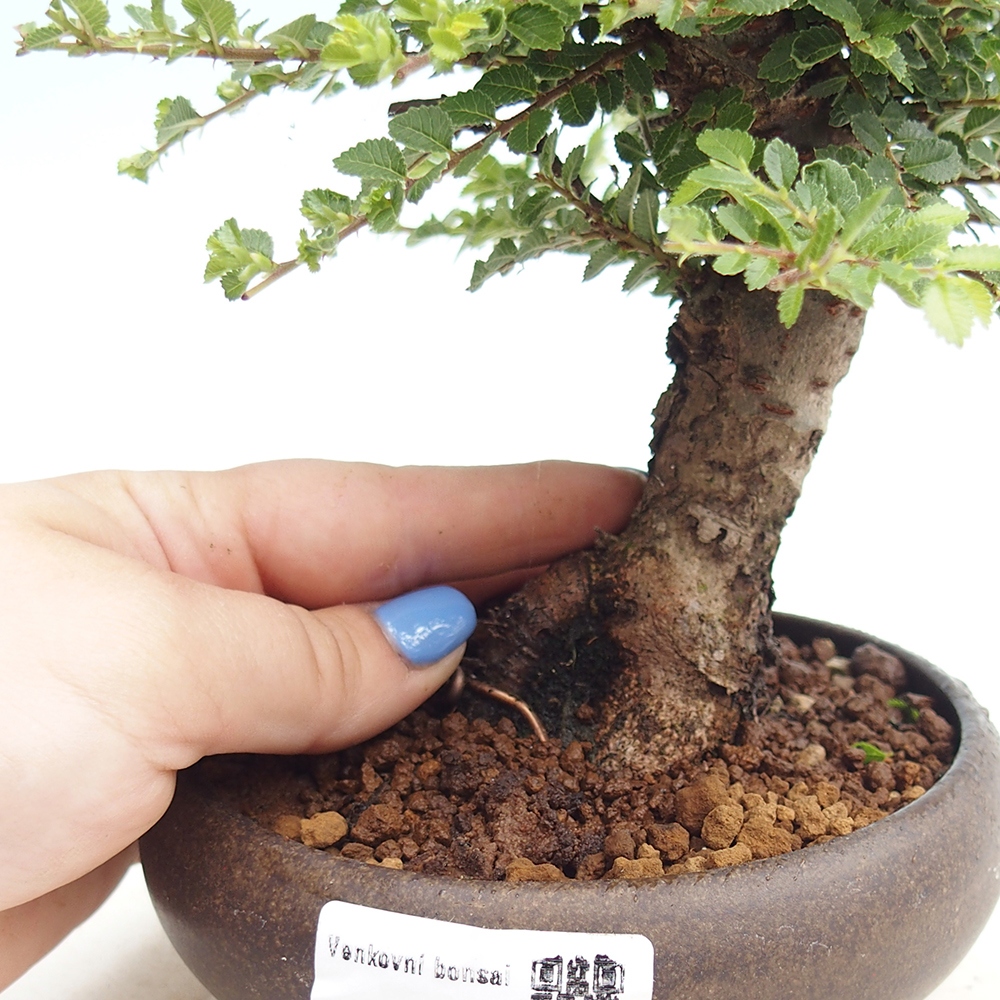 Outdoor bonsai - Ulmus parvifolia Hokkaido - Chinese elm