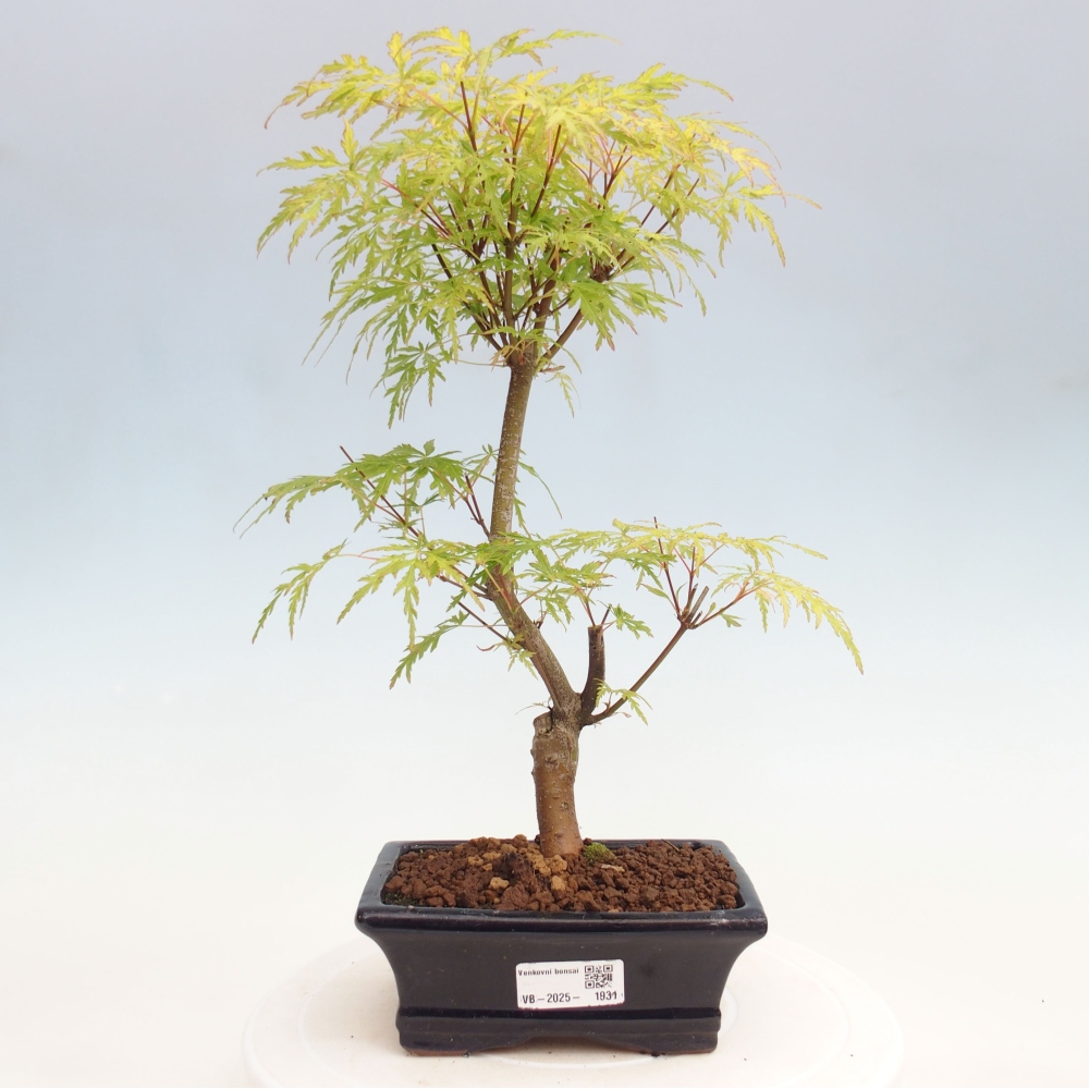 Outdoor bonsai - Acer palmatum Dissectum - Japanese Maple 