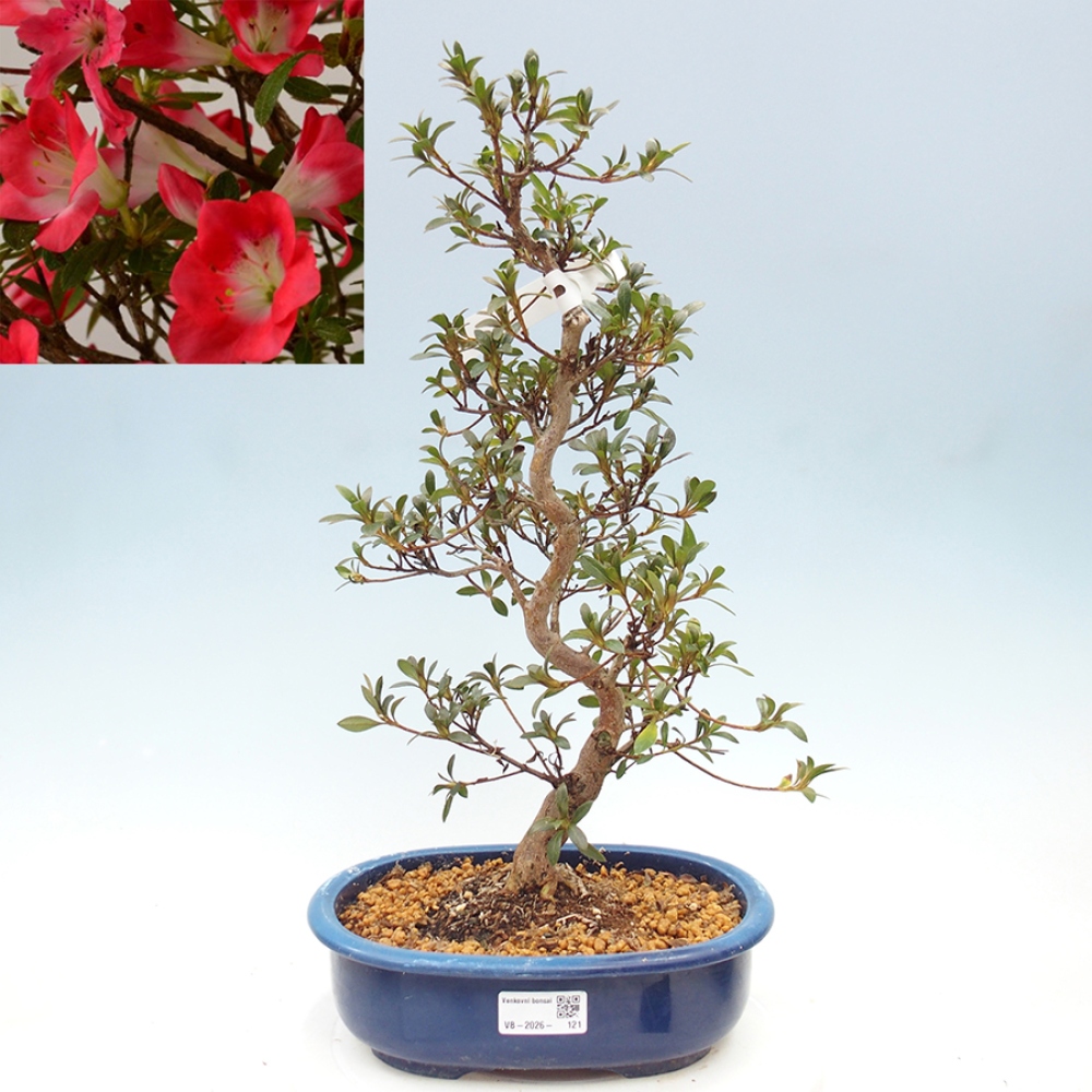 Outdoor bonsai - Japanese Azalea - Azalea Beniko