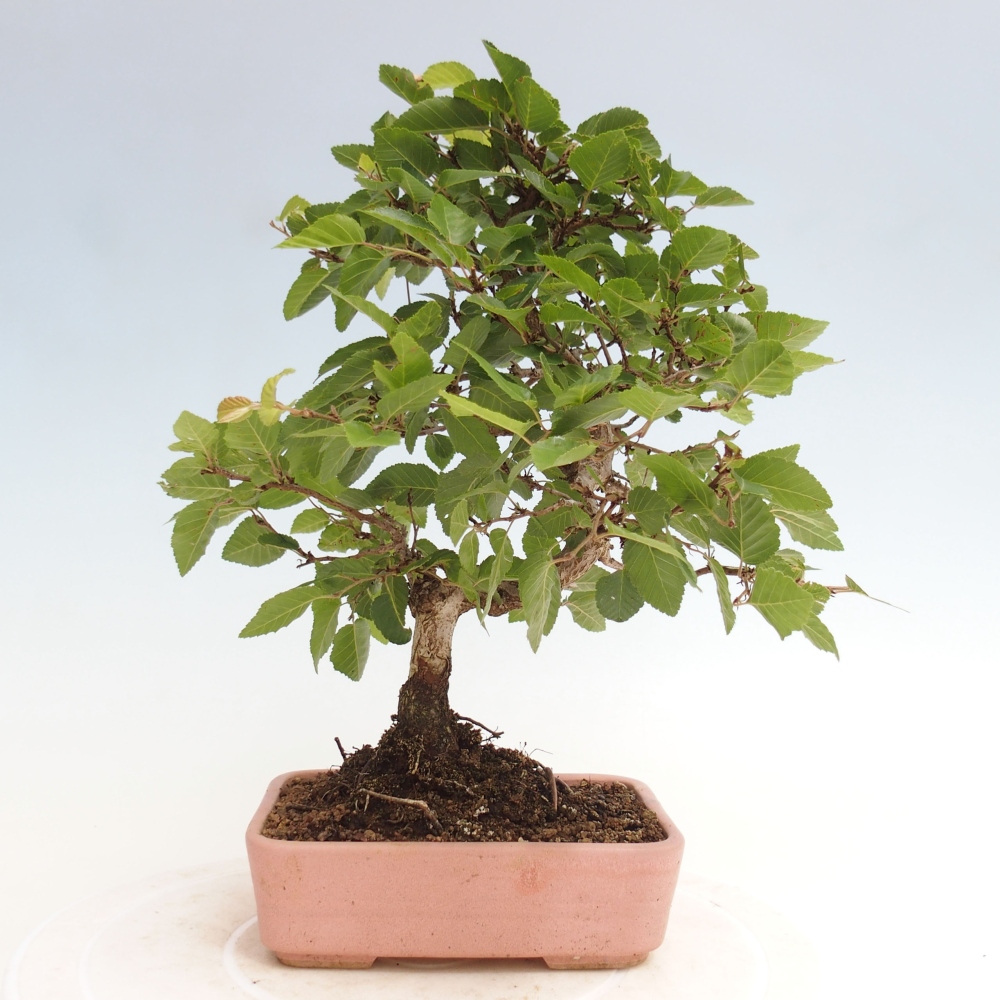 Outdoor bonsai -Carpinus CARPINOIDES - Korean hornbeam