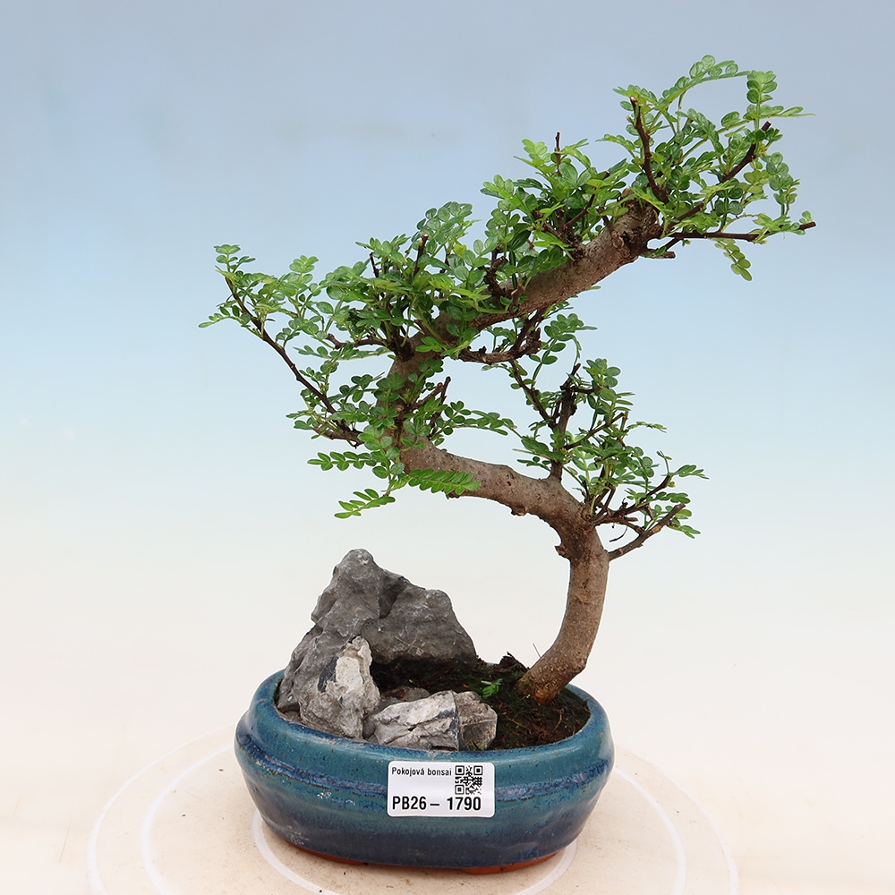 Room bonsai - Zantoxylum piperitum - pepper tree