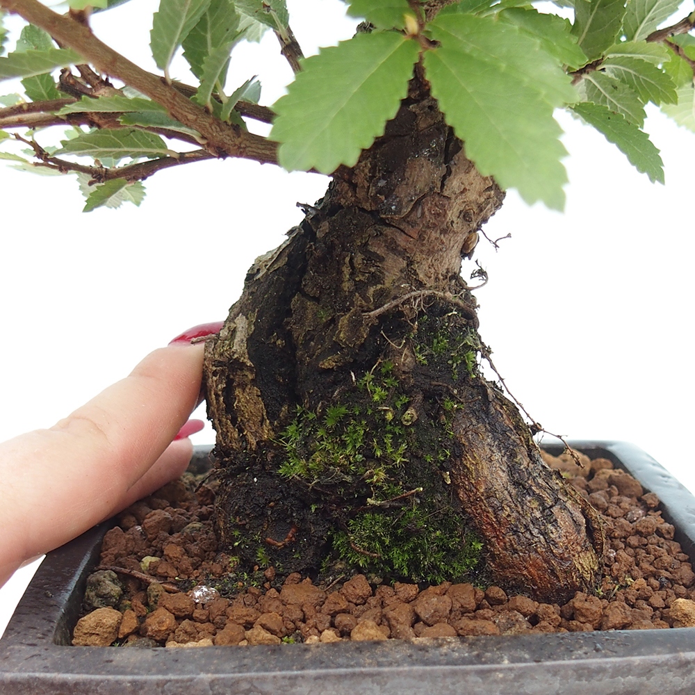 Outdoor bonsai - Zelkova - Zelkova NIRE