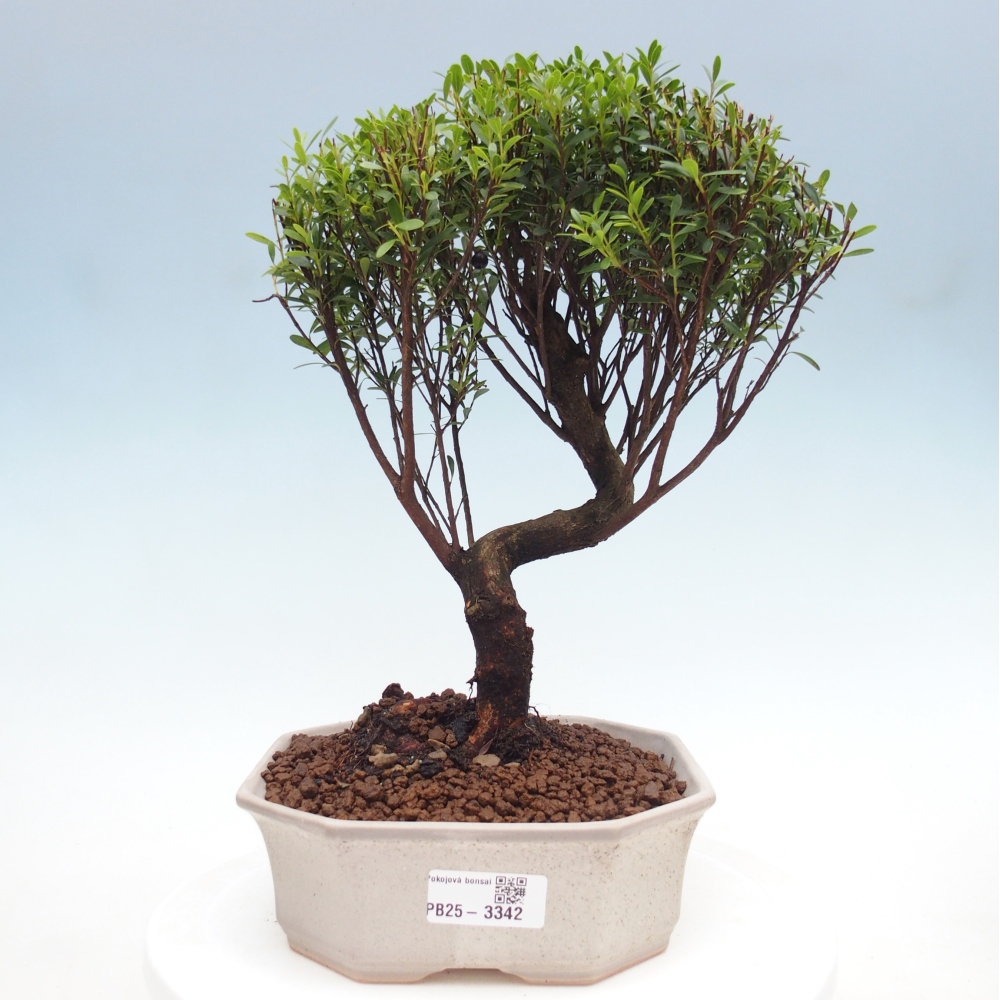 Room bonsai - Syzygium - Pimento