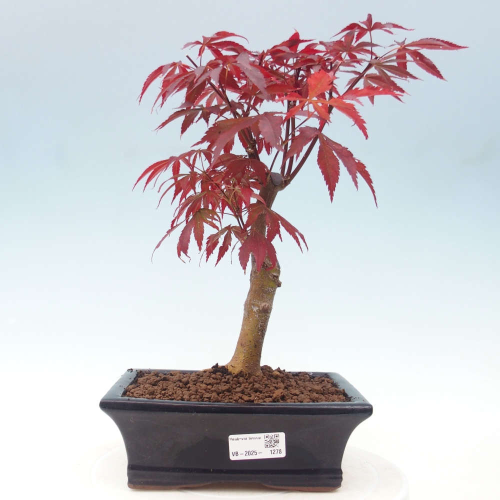 Outdoor bonsai - Acer palm. Atropurpureum-Palmleaf Maple