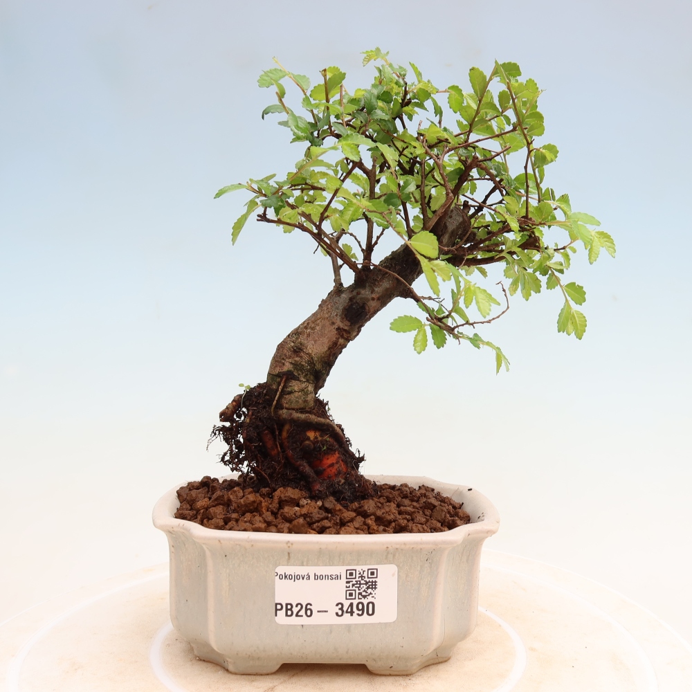 Room bonsai - Ulmus parvifolia - Small-leaved elm