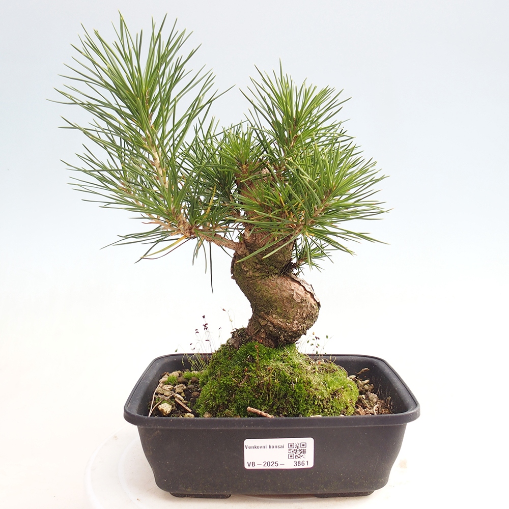 Outdoor bonsai - Pinus thunbergii - Thunberg pine