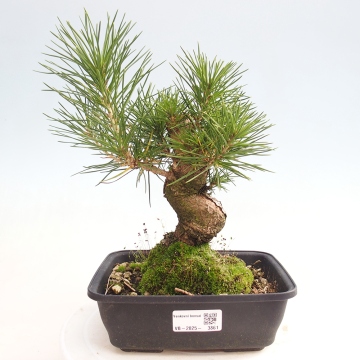 Outdoor bonsai - Pinus thunbergii Kotobuki - Thunberg pine - e-bonsai.com