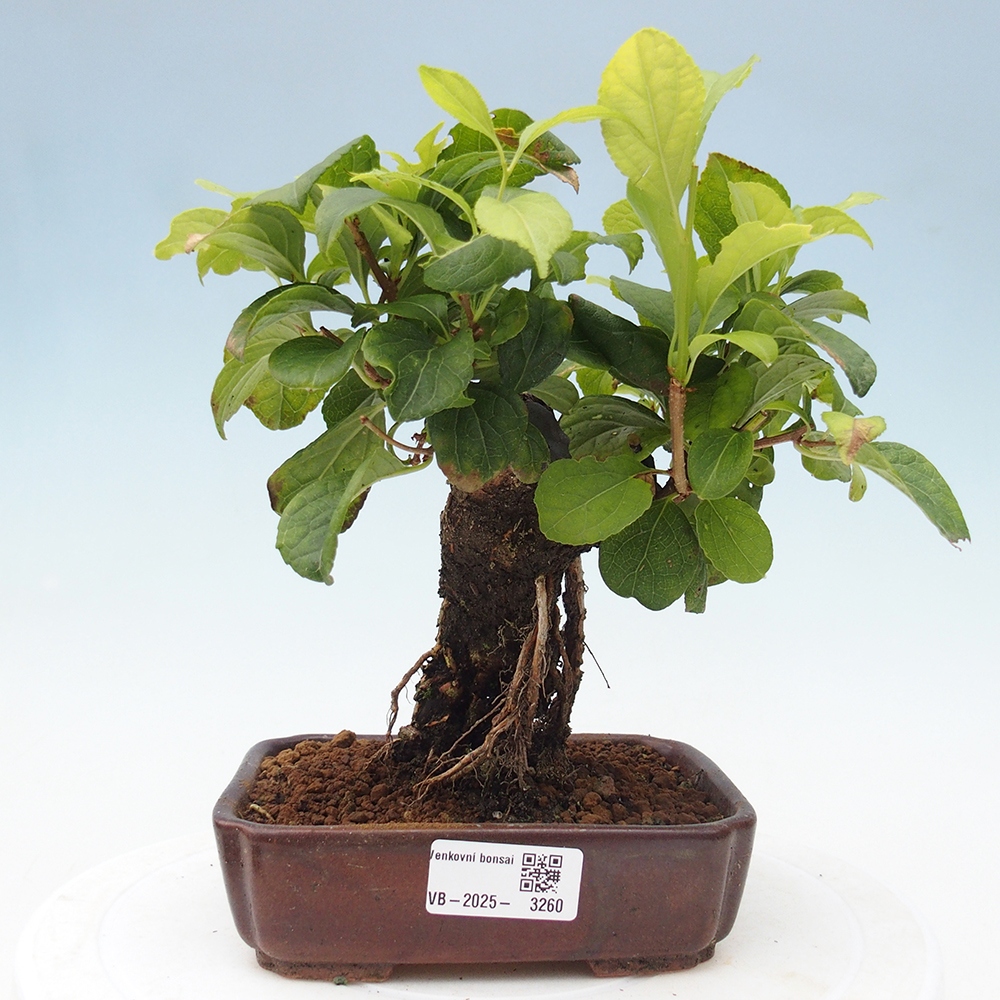 Outdoor bonsai - Celastrus Jesenec