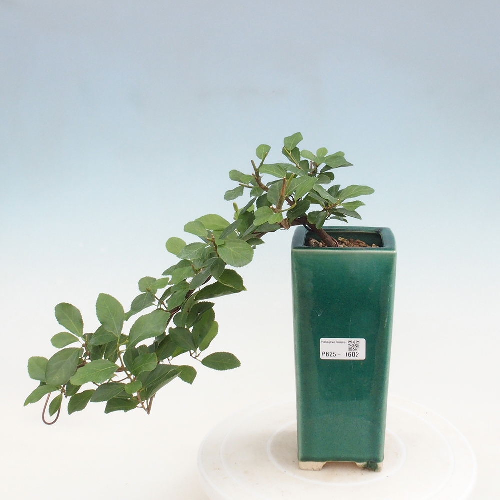 Indoor bonsai - Grewia occidentalis - Lavender star