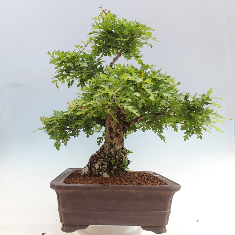 Outdoor bonsai - Hawthorn - Crataegus monogyna