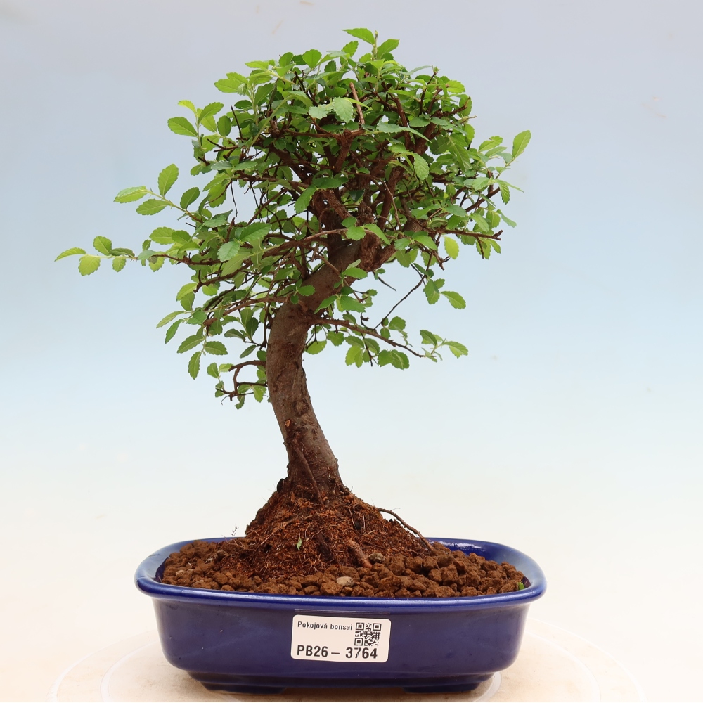 Room bonsai - Ulmus parvifolia - Small-leaved elm