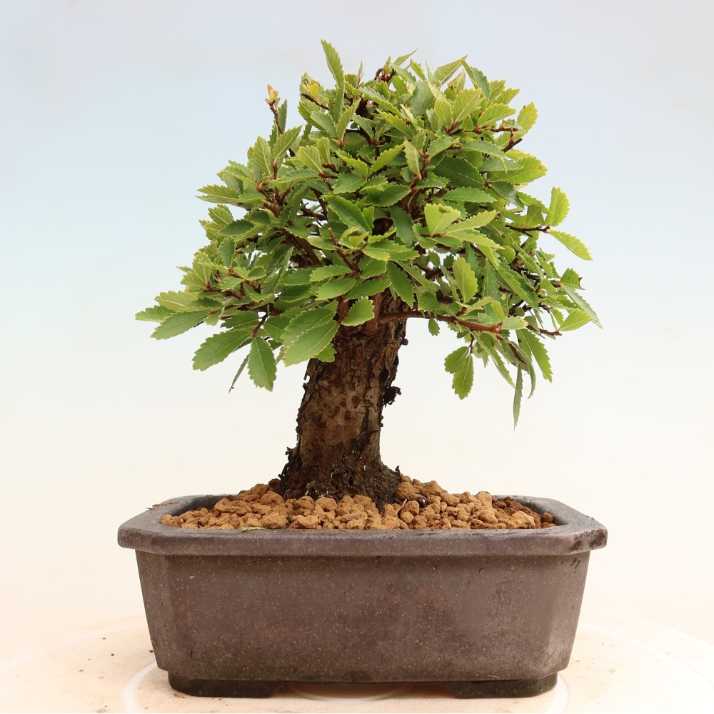 Outdoor bonsai - Zelkova - Zelkova NIRE