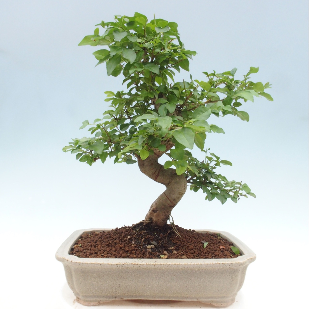 Indoor bonsai - Ligustrum chinensis - Bird's eye view