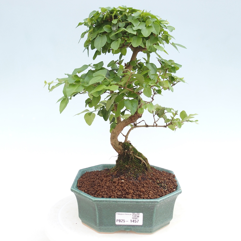 Indoor bonsai -Ligustrum chinensis - Bird's beak