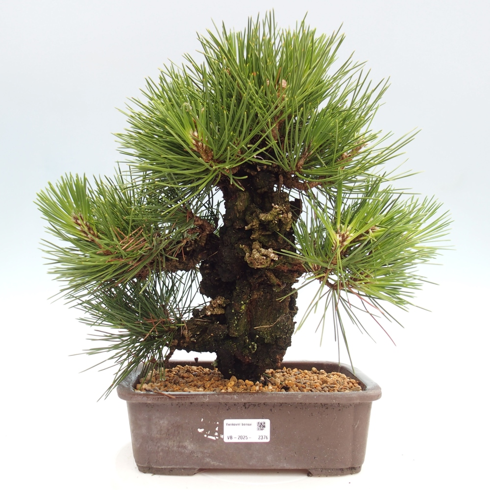 Outdoor bonsai - Pinus thunbergii - Thunbergia pine