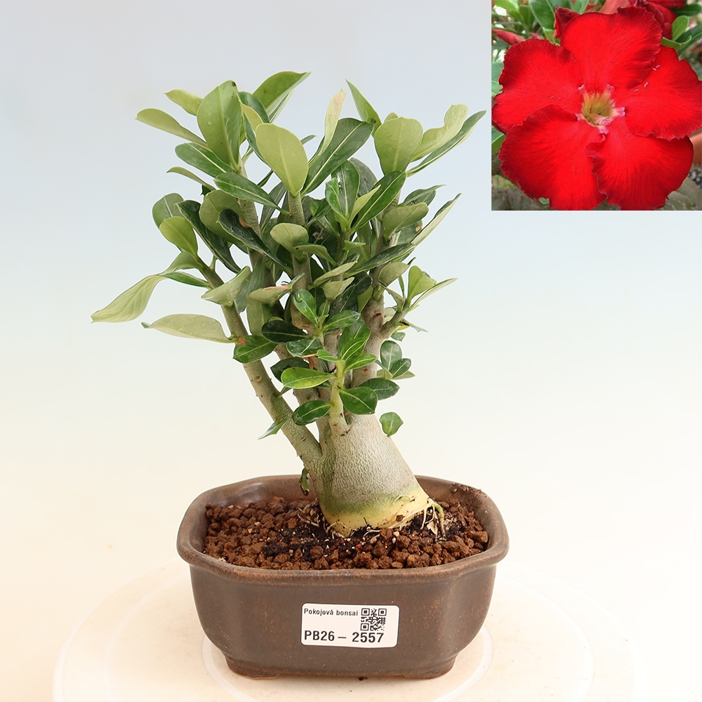 Indoor Bonsai - Adenium obesum Red Star - Desert Rose