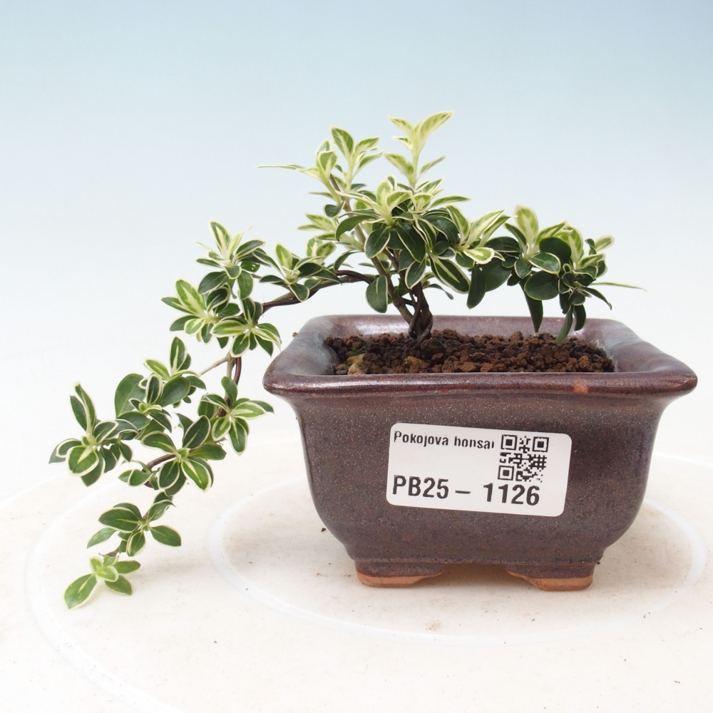 Indoor bonsai - Serissa foetida Variegata - Tree of a thousand stars