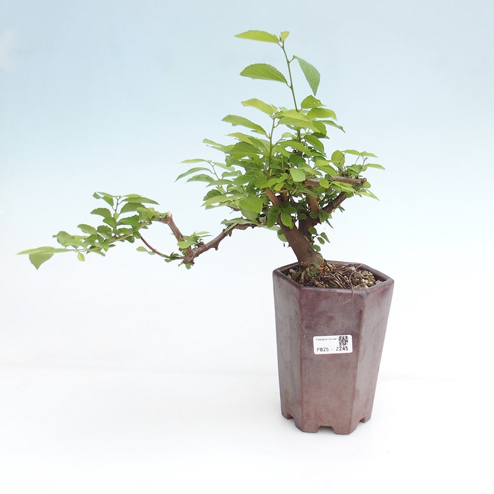 Indoor bonsai - Grewia occidentalis - Lavender star
