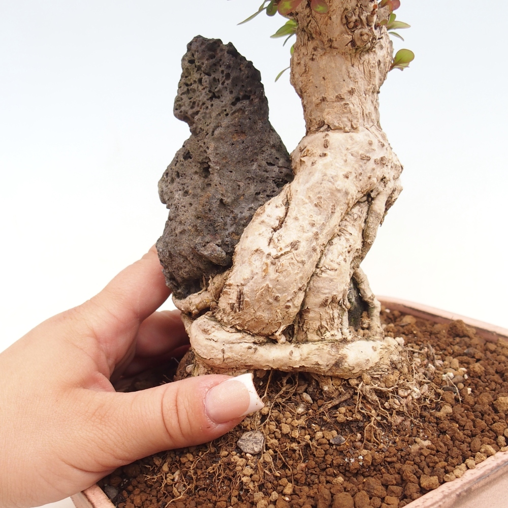 Outdoor bonsai - Berberis coreana