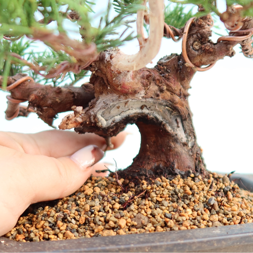 Outdoor bonsai - Juniperus chinensis Itoigawa - Chinese juniper