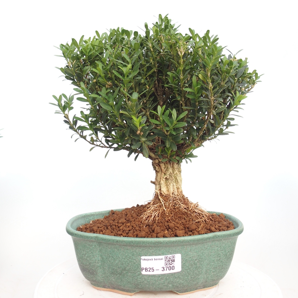 Indoor bonsai - Buxus harlandii - Cork boxwood