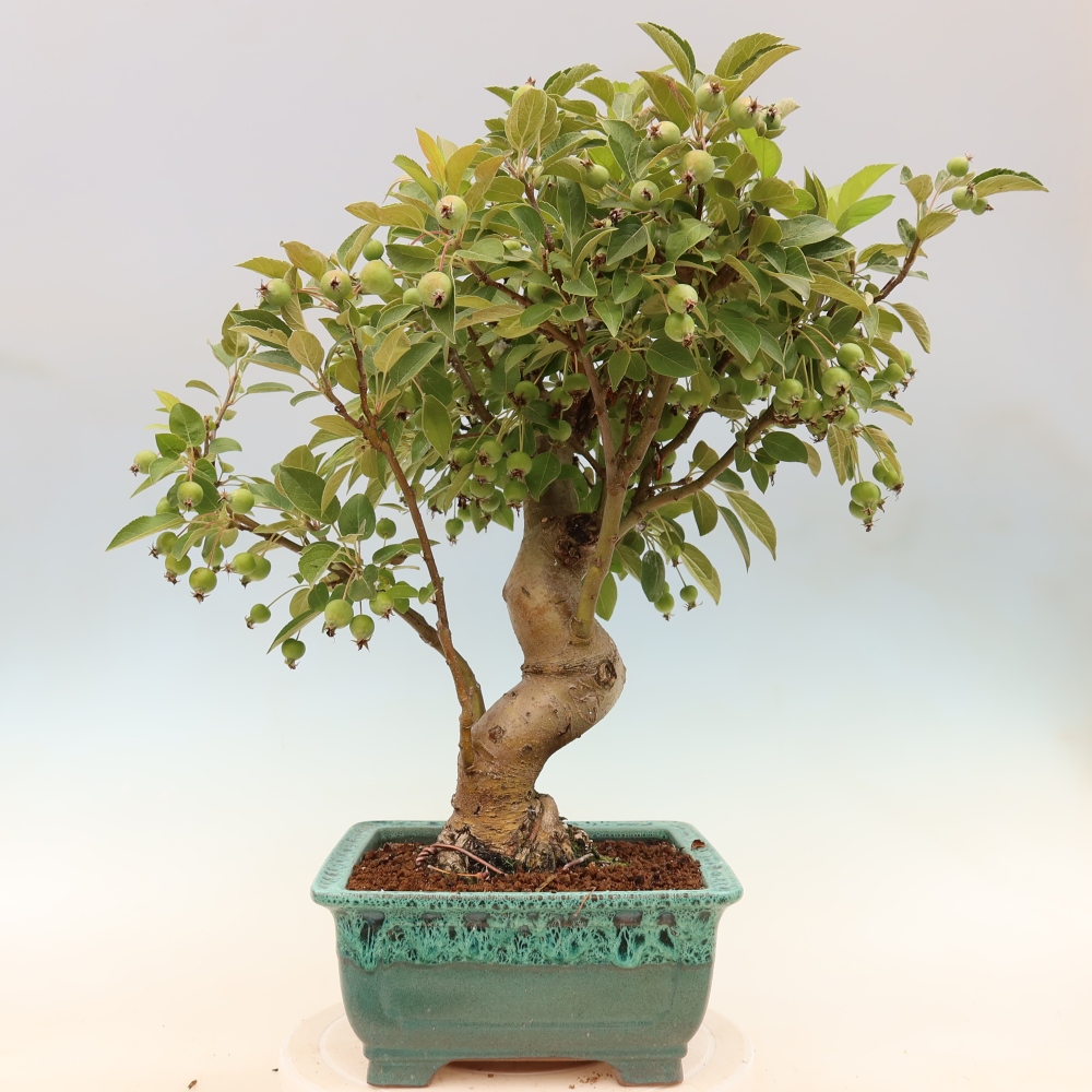 Outdoor bonsai -Malus halliana - Small-fruited apple tree
