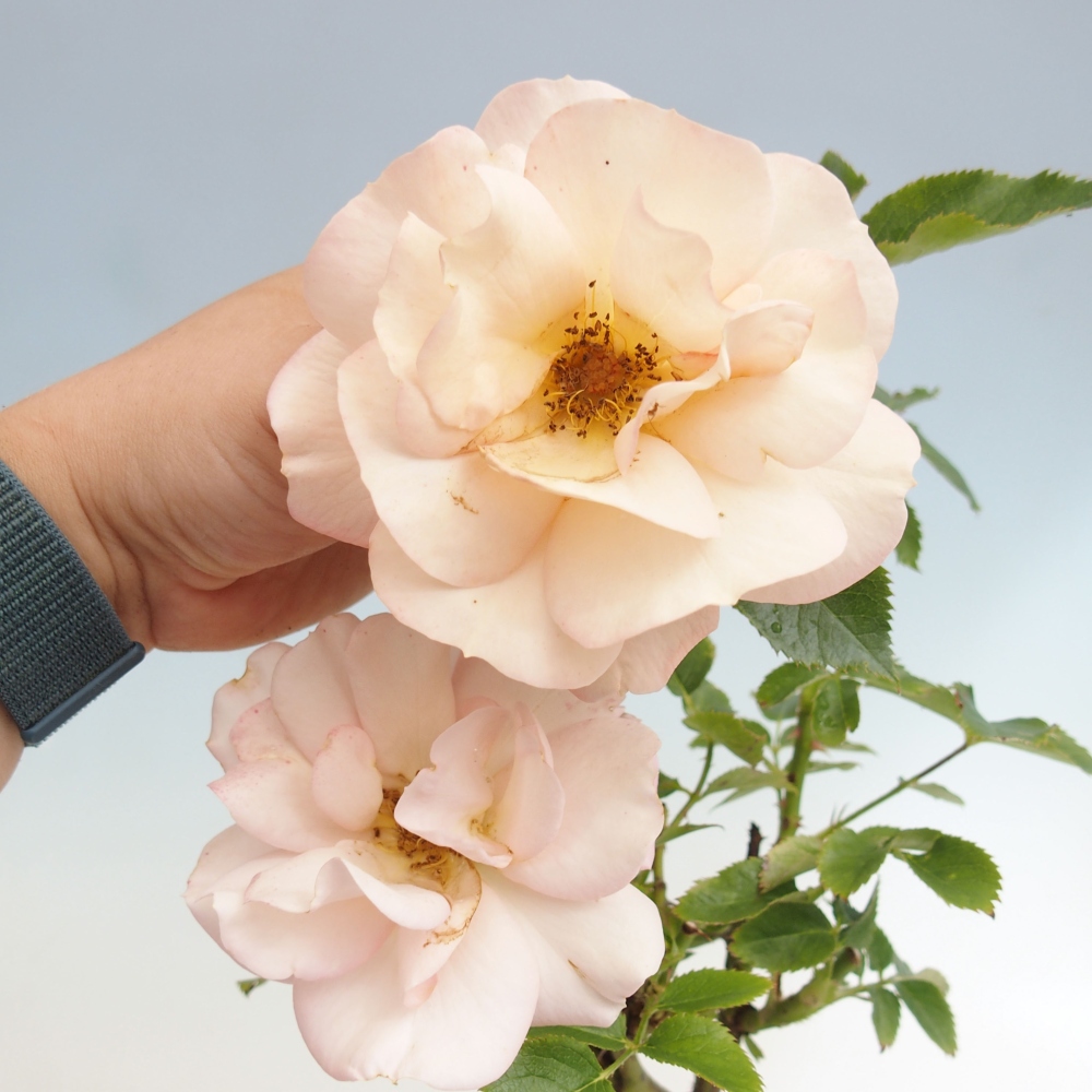 Outdoor bonsai - Rosa Kordes -  rose