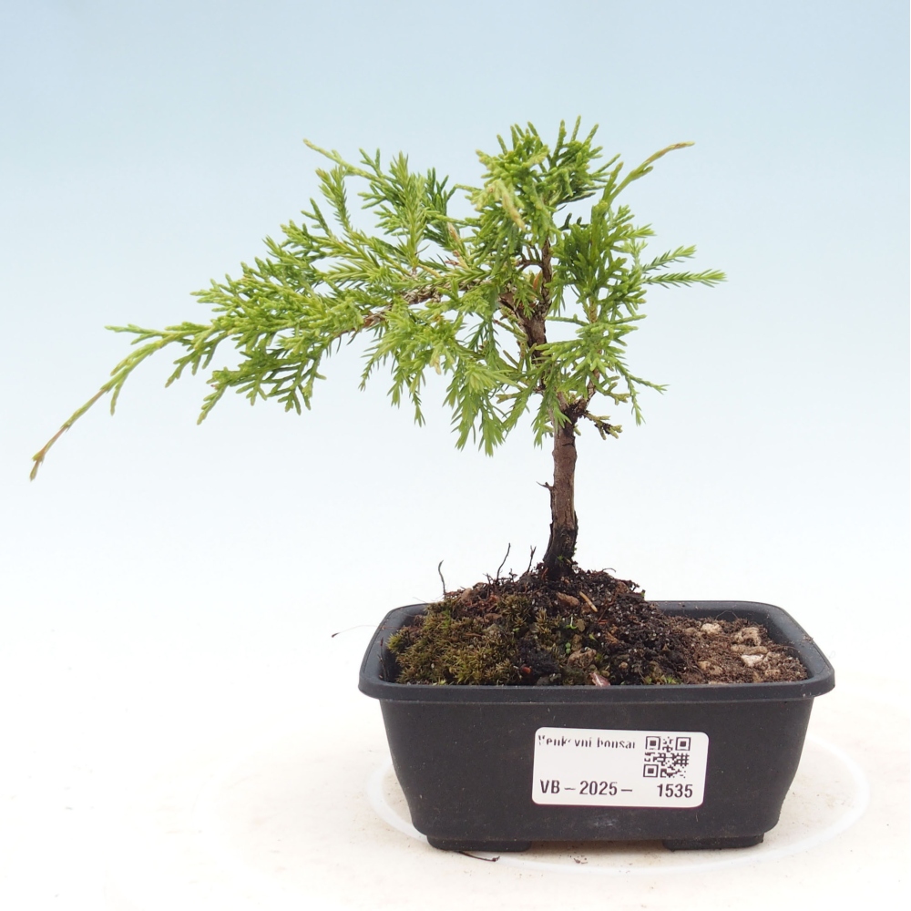 Outdoor bonsai - Juniperus chinensis Itoigawa - Chinese juniper