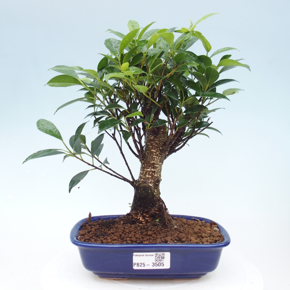 Room bonsai - Ficus retusa - small-leaved ficus