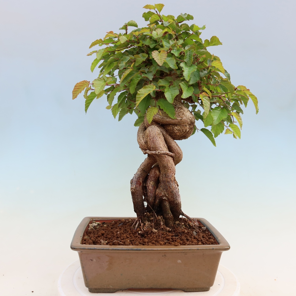 Outdoor bonsai -Carpinus coreana - Korean Hornbeam