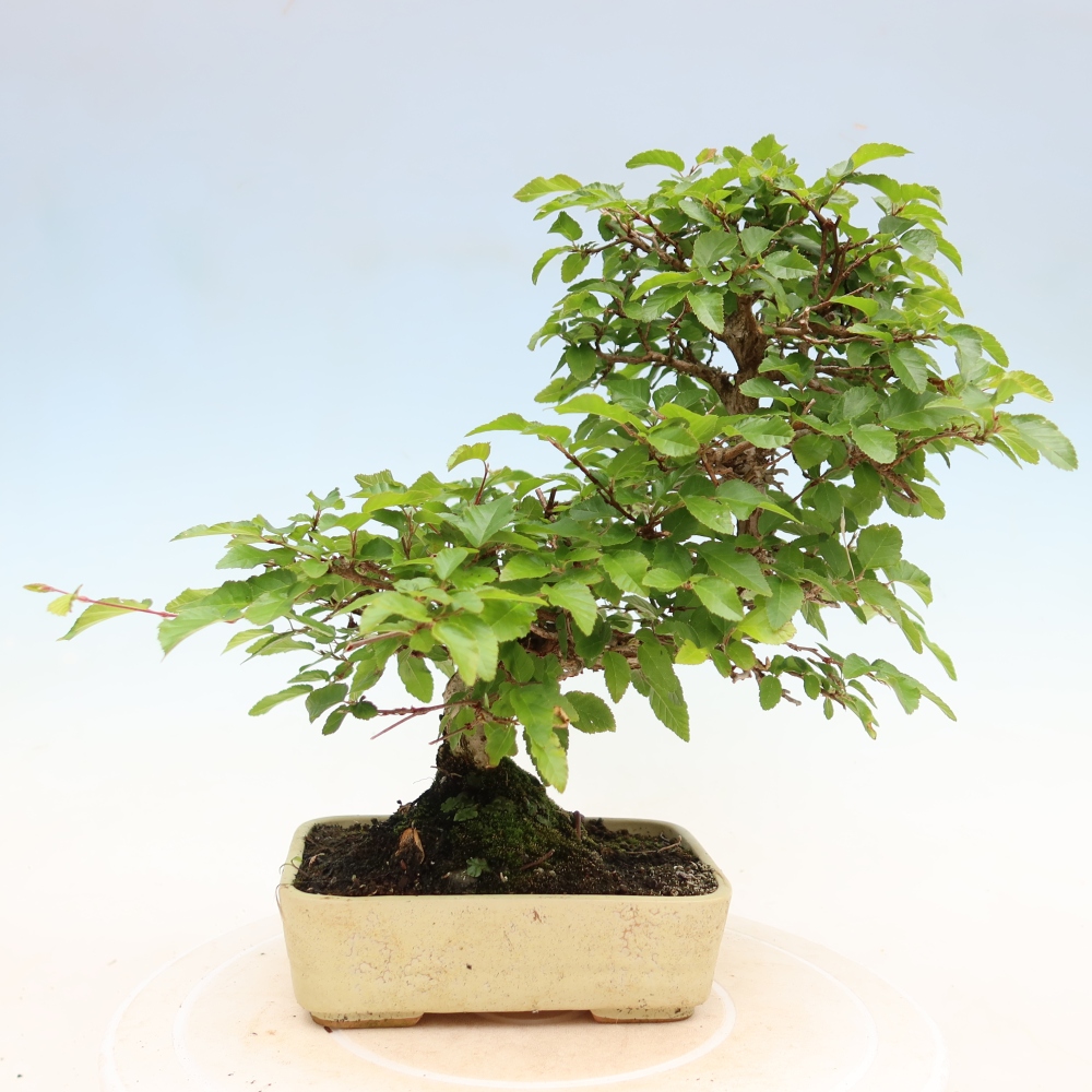 Outdoor bonsai -Carpinus coreana - Korean Hornbeam